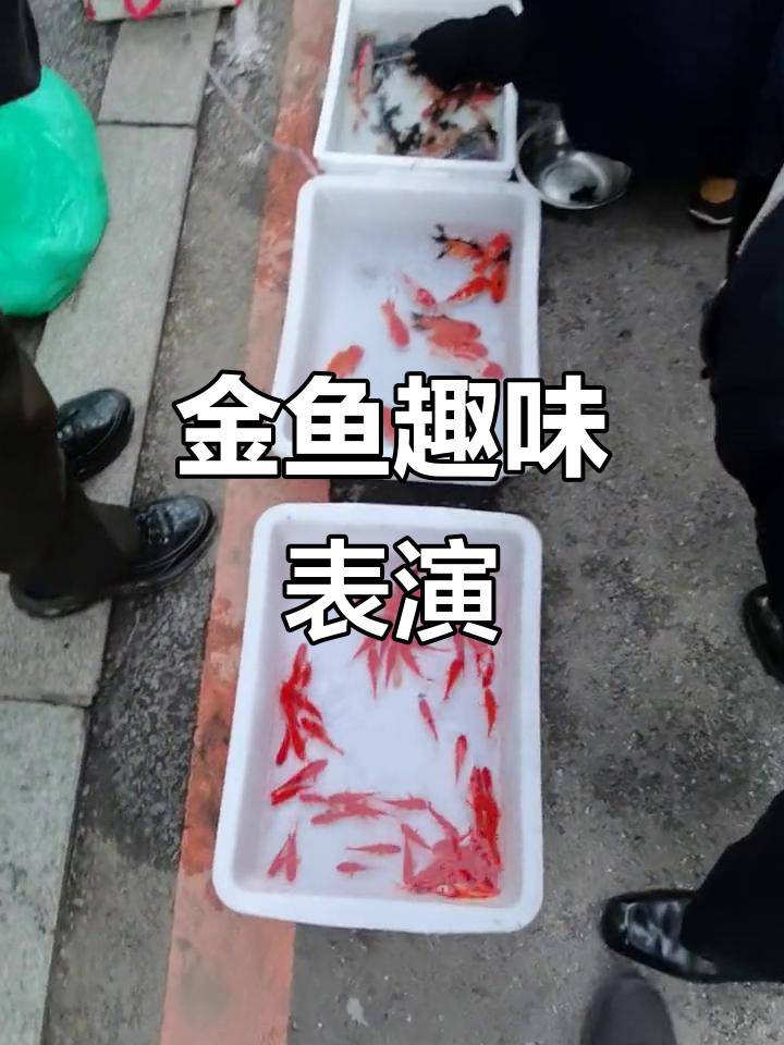 小金鱼搞笑才艺展示,马子耳机也能玩得这么溜!