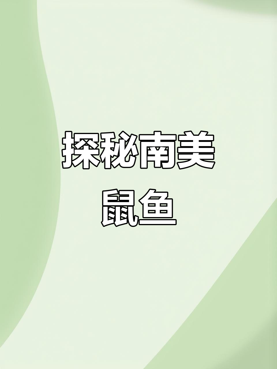 南美鼠鱼大揭秘:从青铜B到黄腹月亮宝石,全品种解析