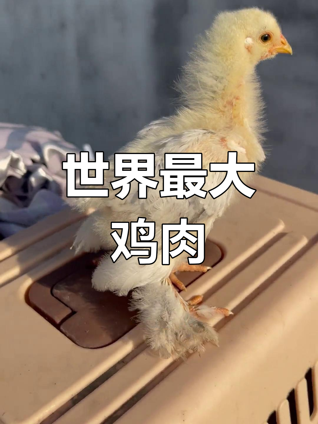 婆罗门鸡:巨型肉质宝藏