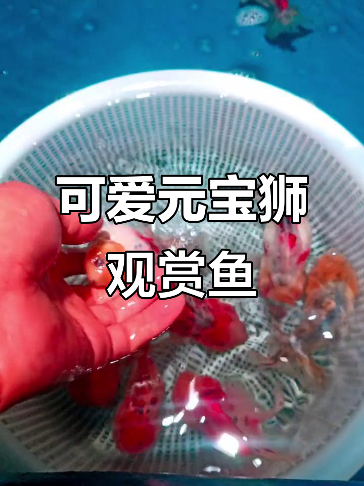 元宝狮金鱼:萌宠与水族的完美结合