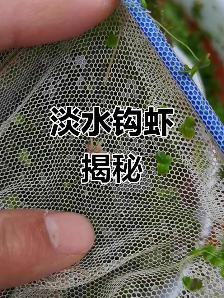 淡水钩虾的奇妙世界,探索水生物的奥秘