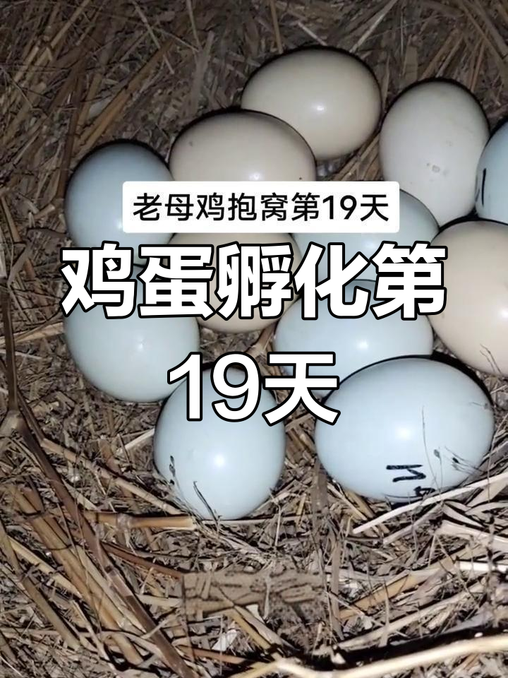 老母鸡孵蛋19天,小鸡即将破壳