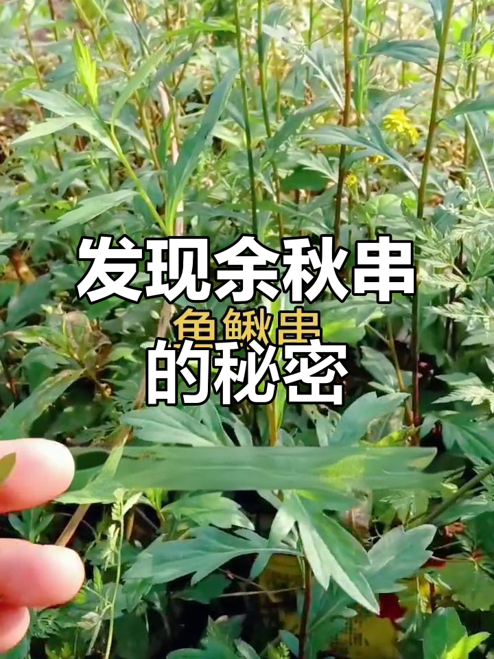 余秋串:曾是充饥良方,如今凉拌美味