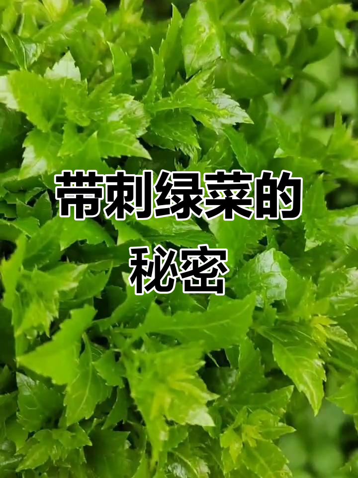 乐菜:带刺的绿色蔬菜,广东恩平特产