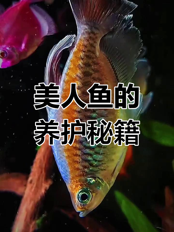 掌握刚果美人鱼饲养技巧,让它们健康快乐地生活!