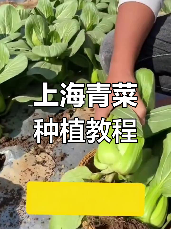 在家种上海青,三天发芽二十天吃