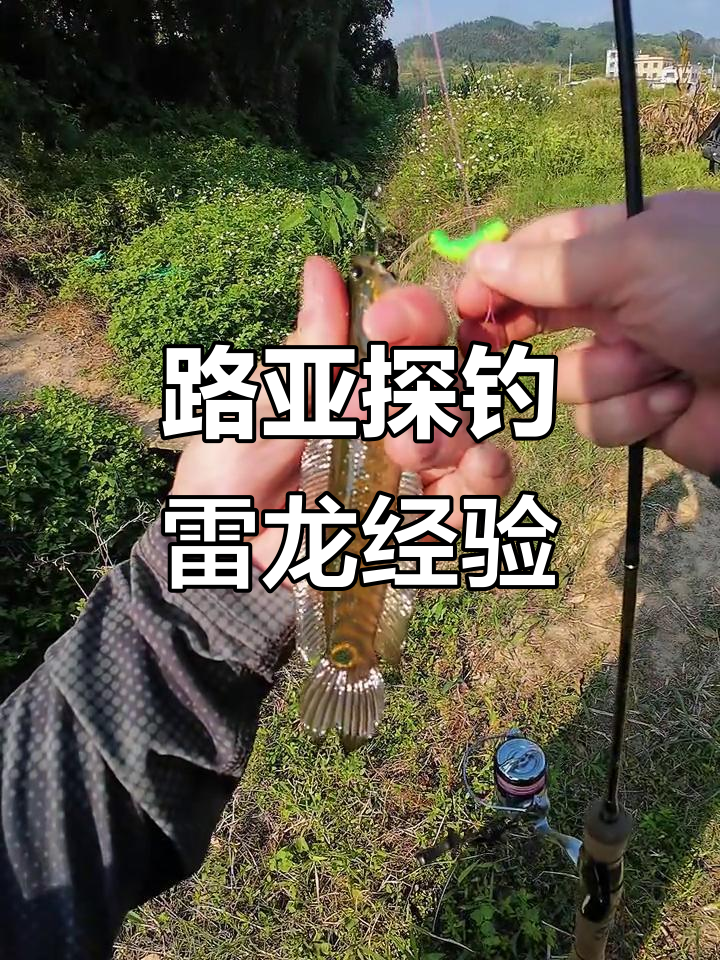 雷龙鱼钓点揭秘:如何选择最佳标点与诱饵技巧