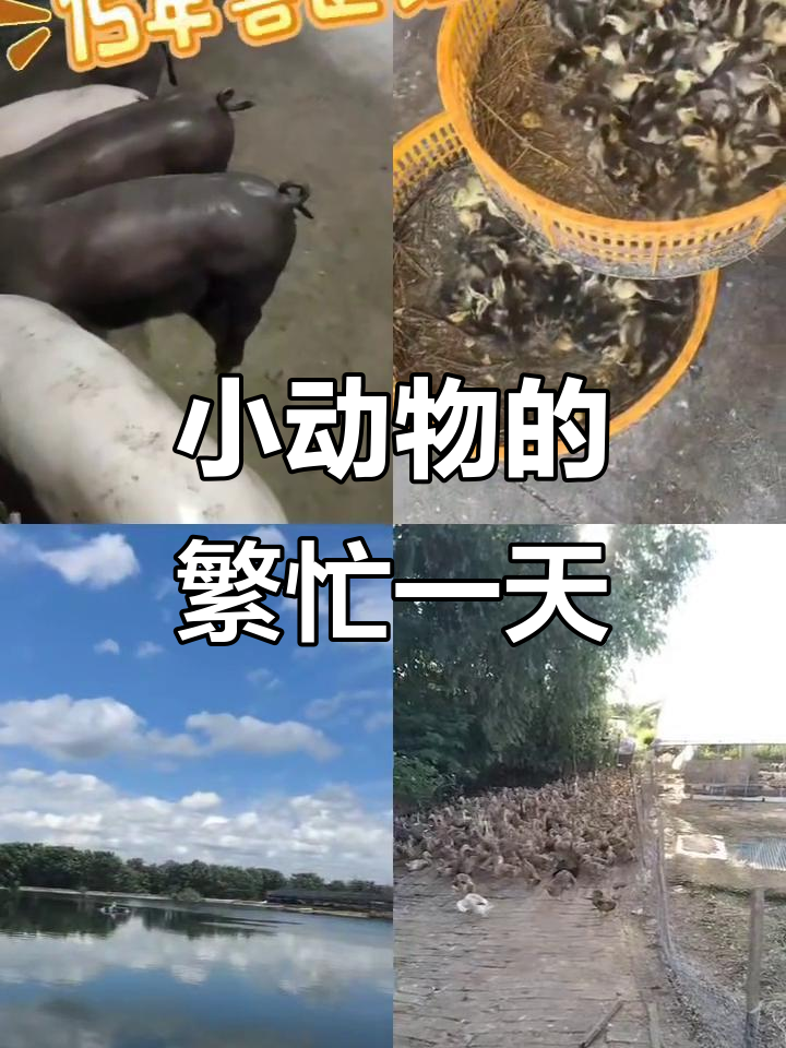 兽医张哥揭秘小动物们的忙碌日常,鸭苗孵化场与养殖户的故事