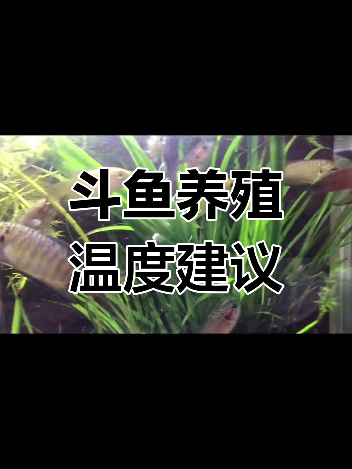 中国斗鱼适宜水温解析