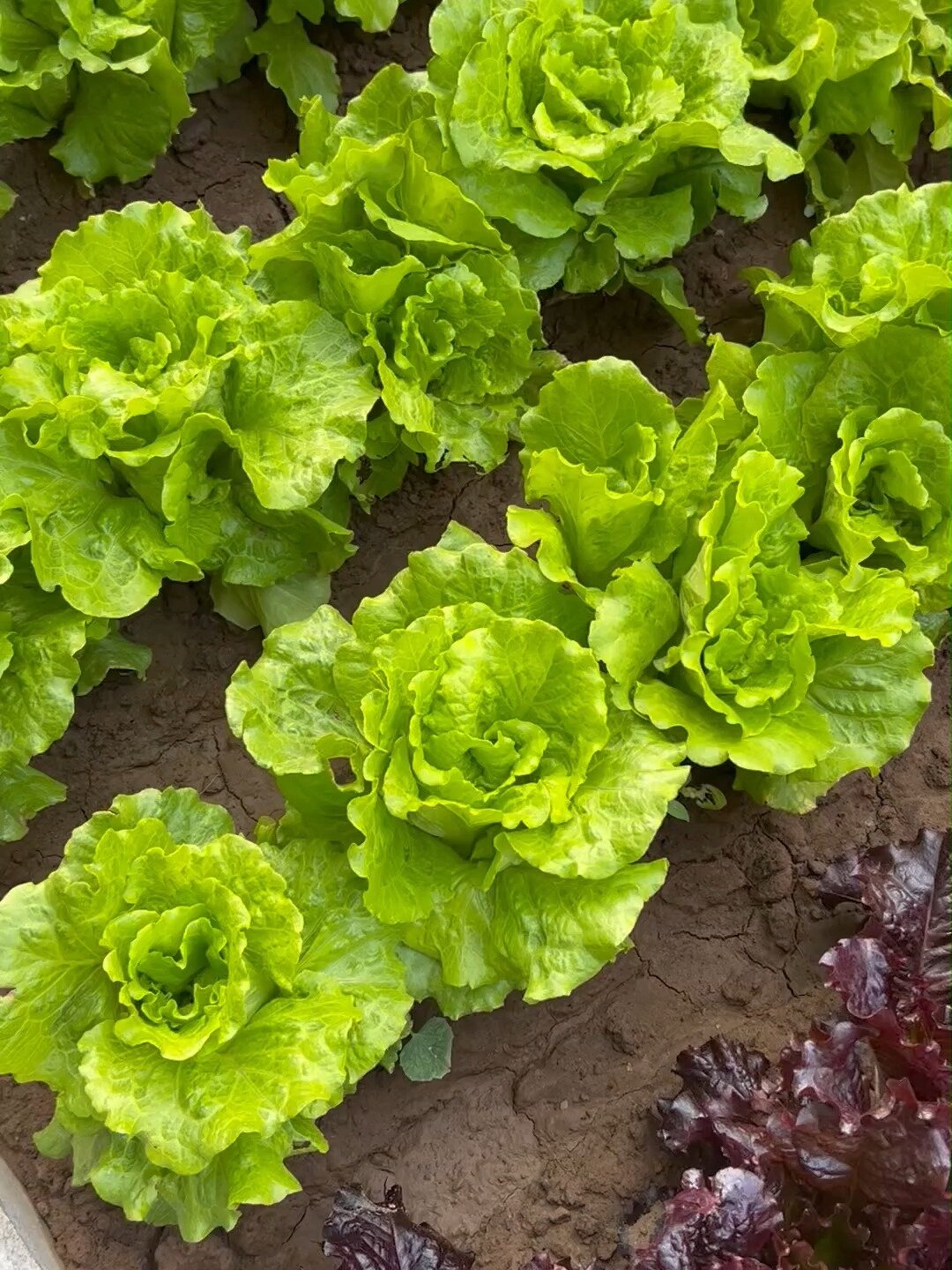 给大家分享好吃不苦的意大利生菜种植方法