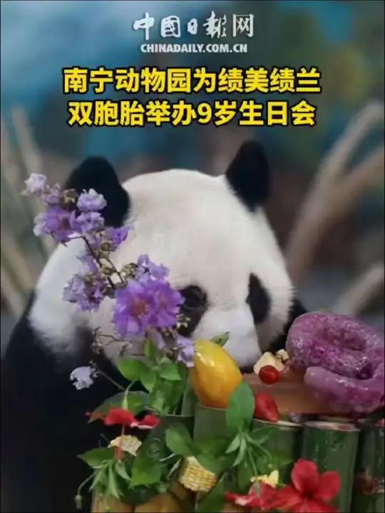 「萌翻!双胞胎熊猫“绩美”“绩兰”迎来9岁生日」6月28日,南宁动物园为双胞胎大熊猫兄妹“