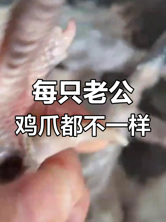 农村老公鸡爪子大比拼,每只都有独特魅力