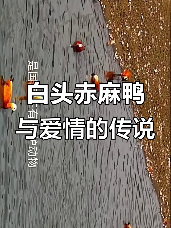 赤麻鸭：古代鸳鸯的真正原型，白头象征爱情永恒
