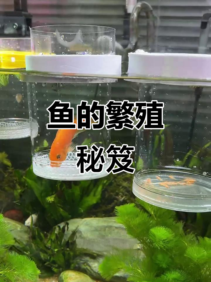 这鱼生了多少宝宝?隔离盒让大小鱼分开,轻松照顾