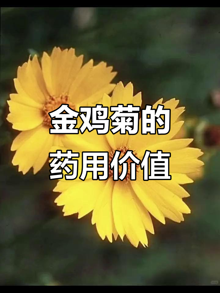 2017年金鸡菊降糖降压,药理作用多样