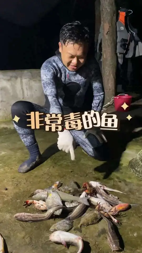 这种带毒的沙毛鱼,你有勇气尝试吗?