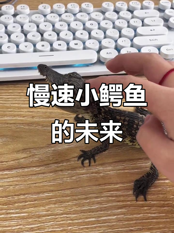小鳄鱼苗成长记:从宠物到火锅食材,只需一年!