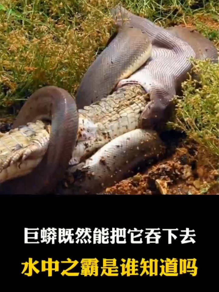 巨蟒VS鳄鱼