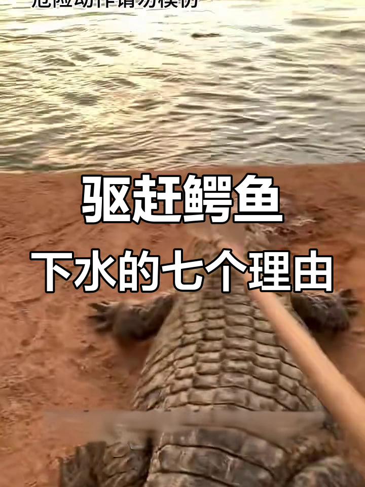为什么赶鳄鱼下水?七大原因揭秘