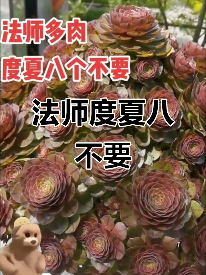 法师多肉夏季养护八大禁忌，避免晒伤和生菌