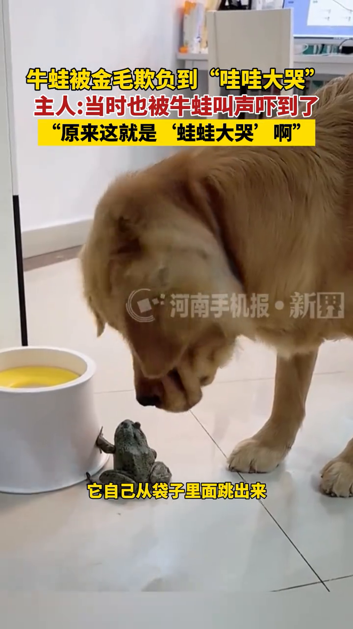 牛蛙被金毛欺负到“哇哇大哭”,主人:当时也被牛蛙叫声吓到了