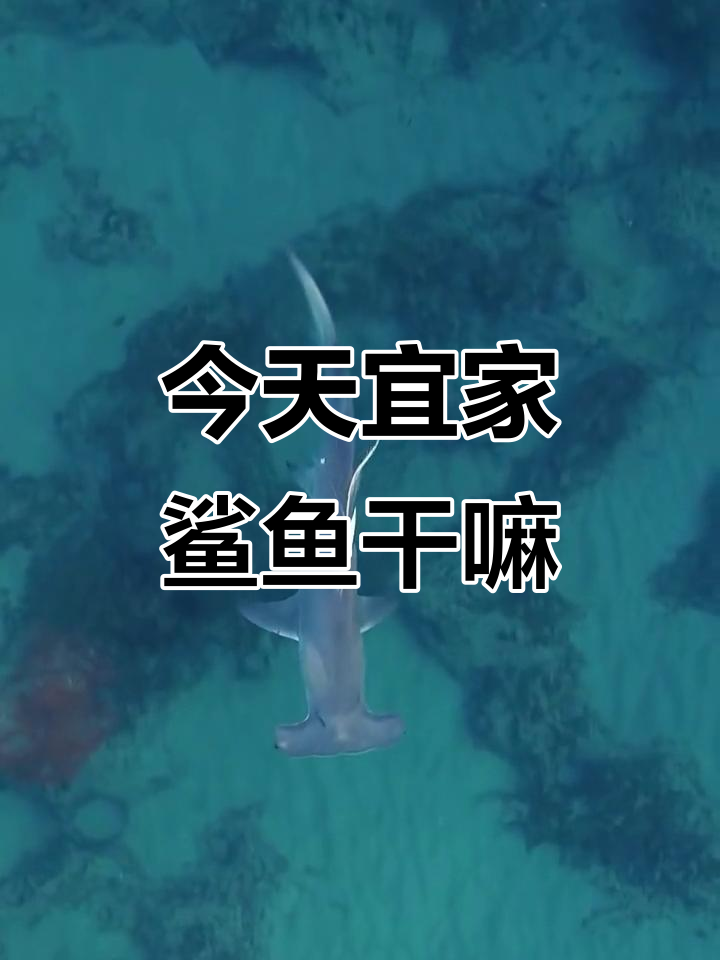 宜家鲨鱼今天在忙啥?快来看看吧!