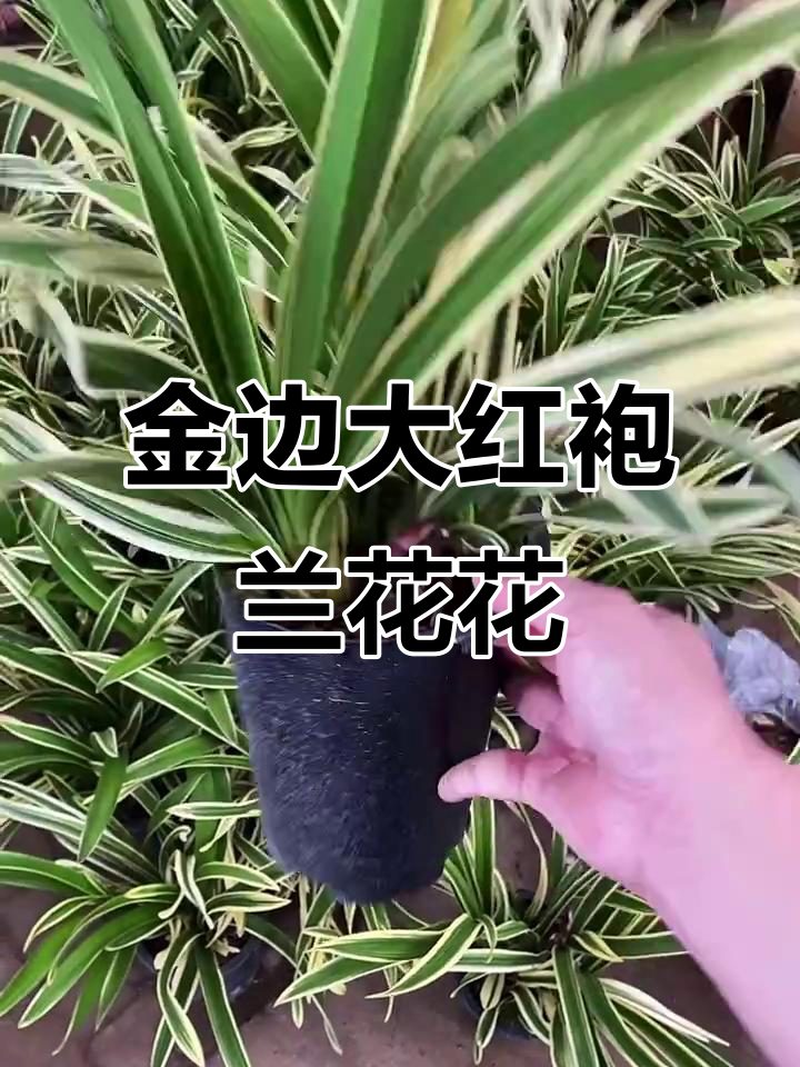 兰花中的大红袍,开花惊艳又结实