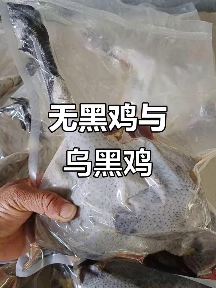 散养土鸡大揭秘:黑凤、乌骨公鸡,品质如何?