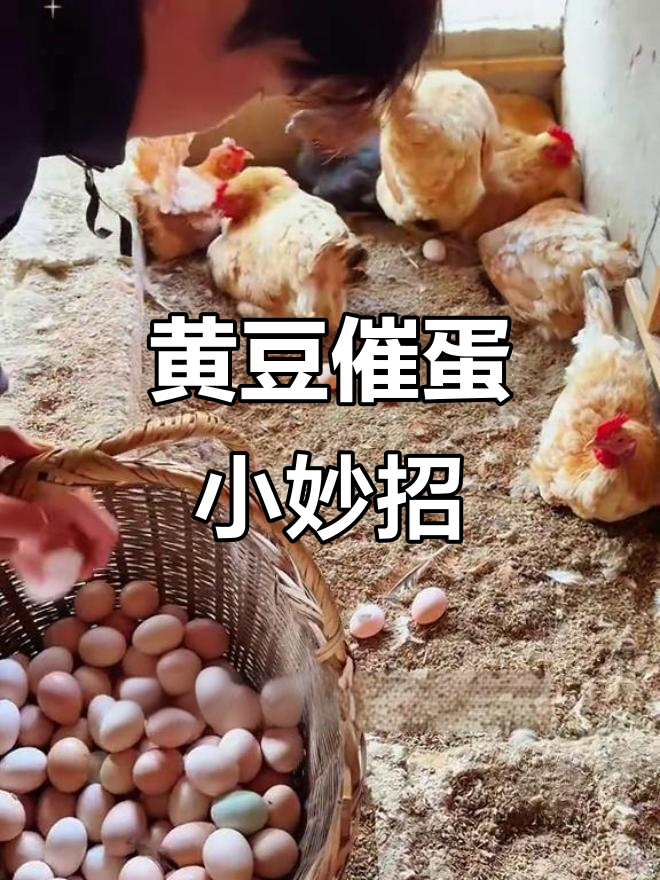 一把黄豆让母鸡天天排队下蛋,冬季不再难产