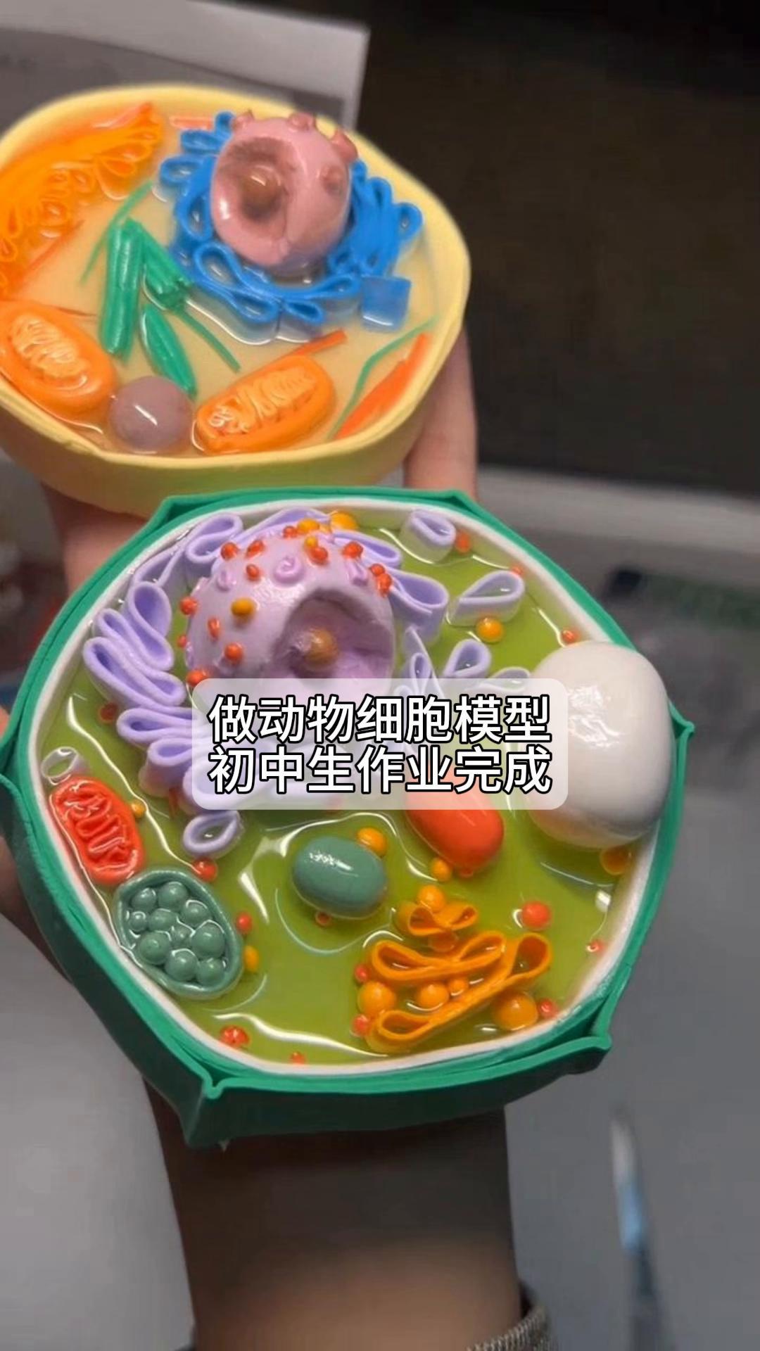 做动物细胞模型,初中生作业完成