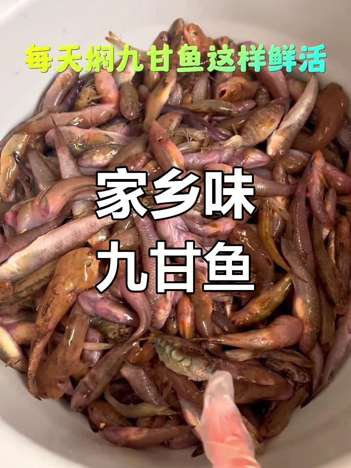 九甘鱼:家乡的味道,真材实料才能做出好味道