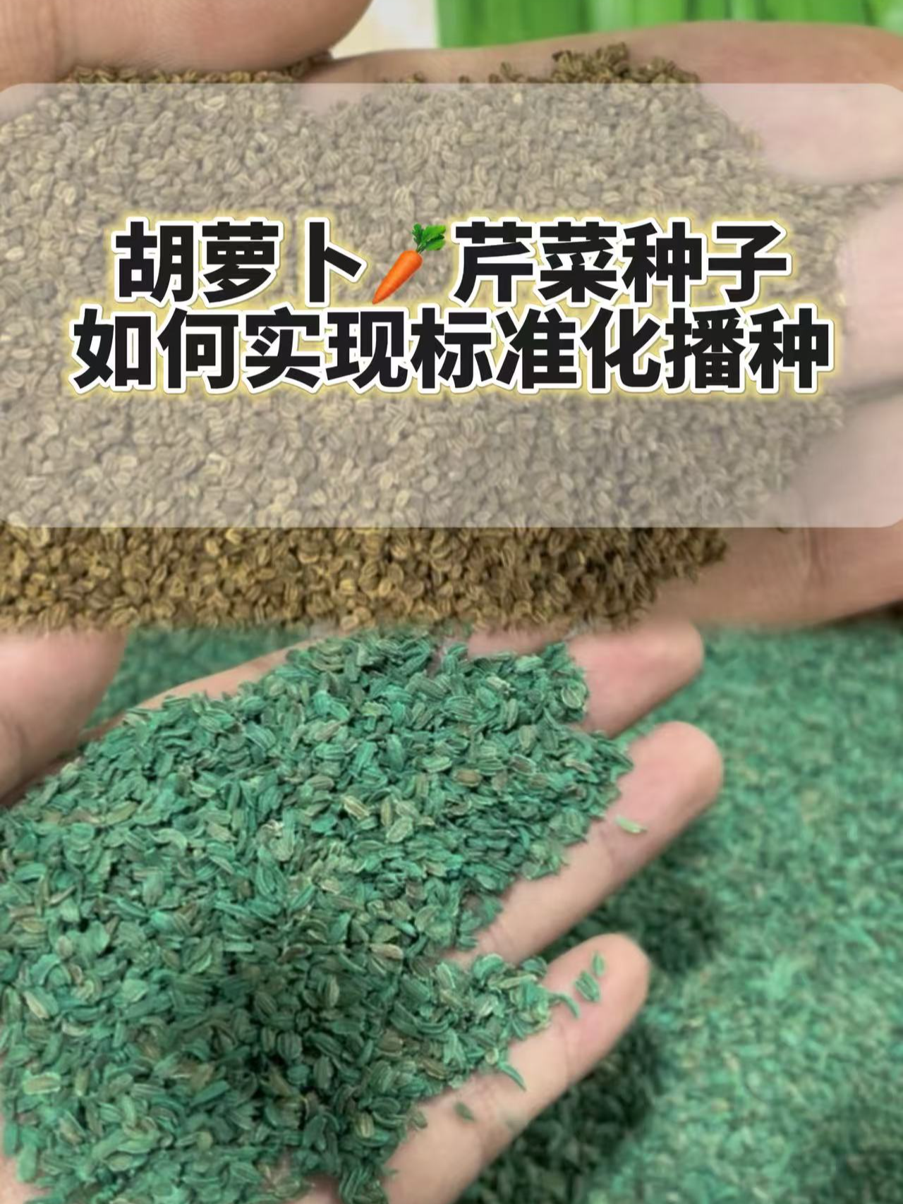 胡萝卜芹菜如何实现标准化播种