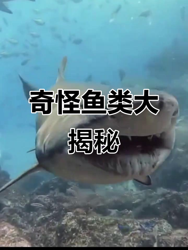 这些鱼能吃吗？从斑机到魔鬼鱼的全方位解析
