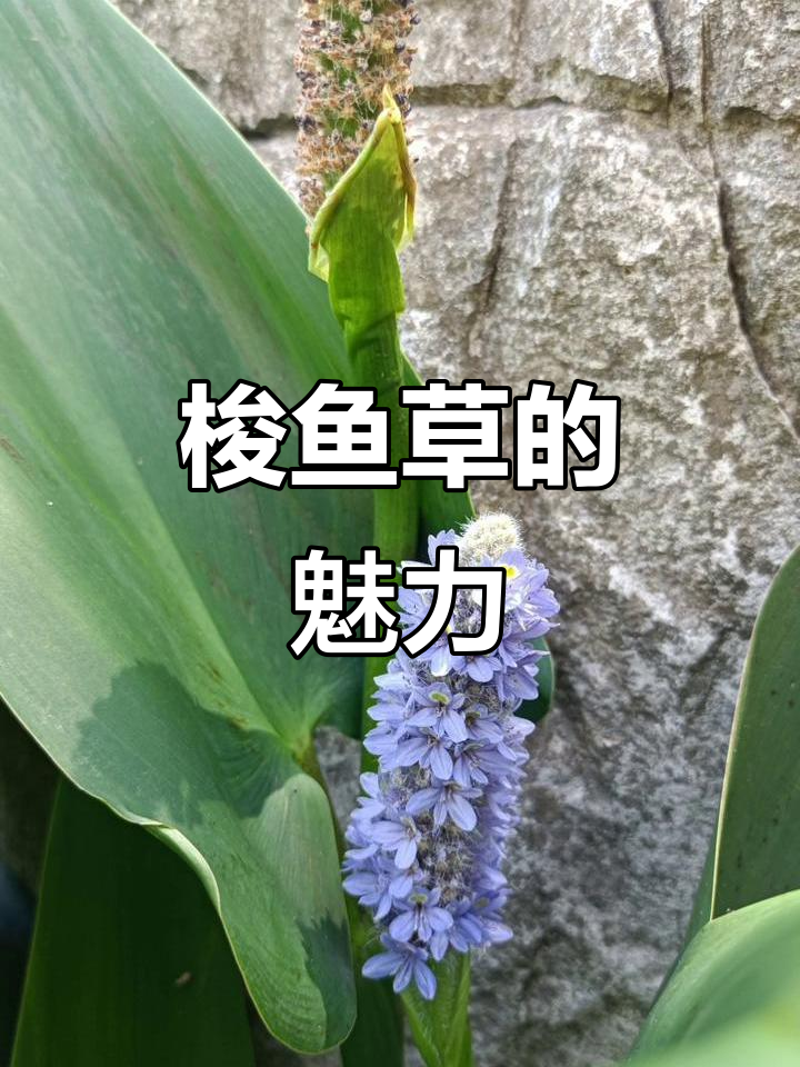 梭鱼草：美丽又实用的植物，净化水质效果惊人