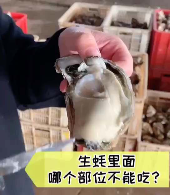 你知道生蚝哪个部位不能吃吗?
