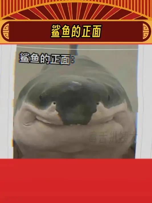 介末阔耐嘛?娱乐评论大赏 鲨鱼