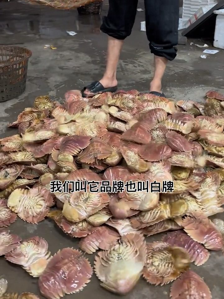 你认为他叫尸鳖的琵琶虾来啦