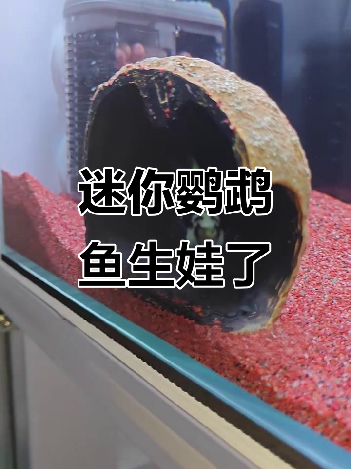 迷你鹦鹉鱼产卵全过程，磁吸躲避屋内的小生命