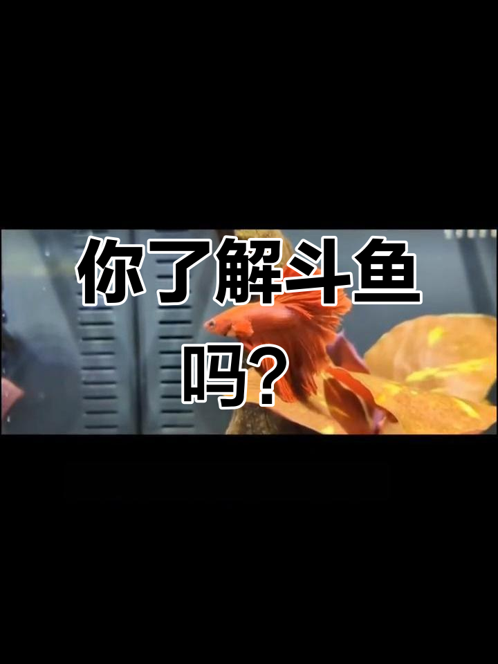 斗鱼为何被称为“水中仙女”？揭秘泰国斗鱼的独特魅力