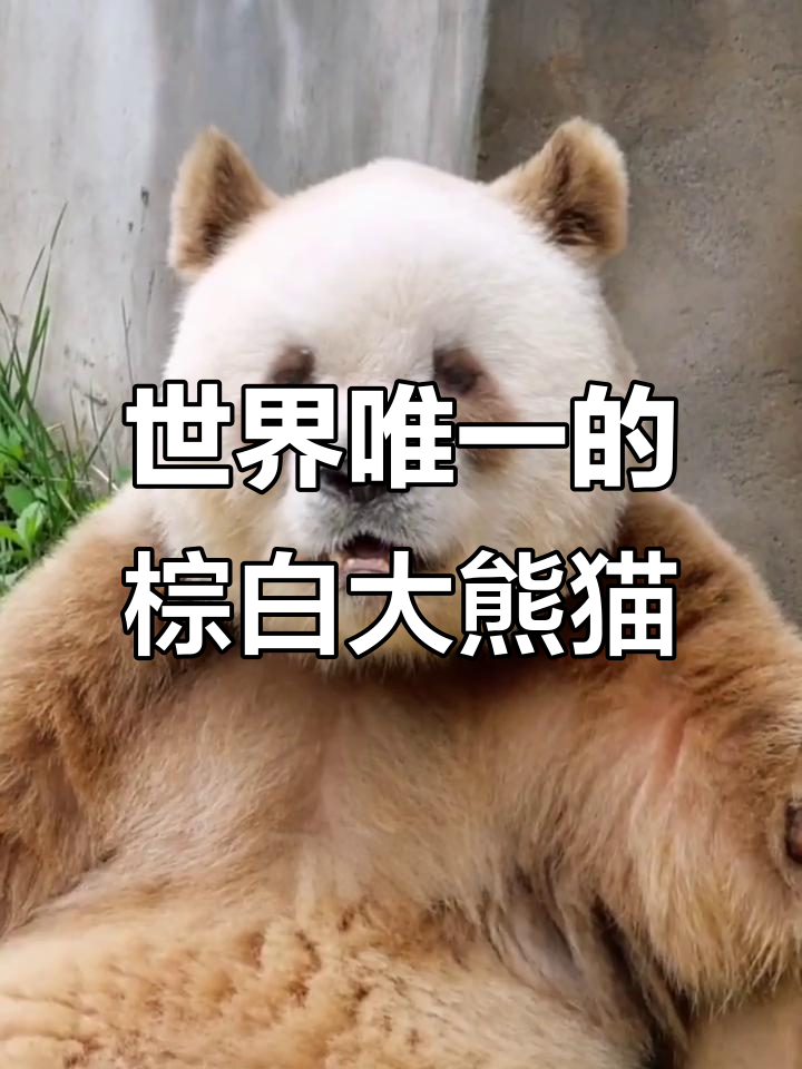 全球唯一棕色大熊猫,秦岭“巧克力熊”七仔惊艳登场
