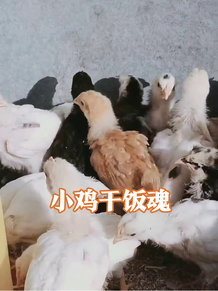 小鸡干饭现场:白的黑的挤一团,减肥是什么不存在的!