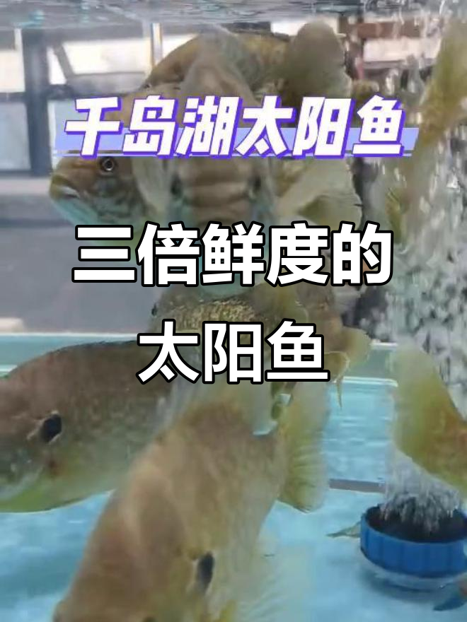 太阳鱼鲜度惊人,比鲫鱼高三倍!