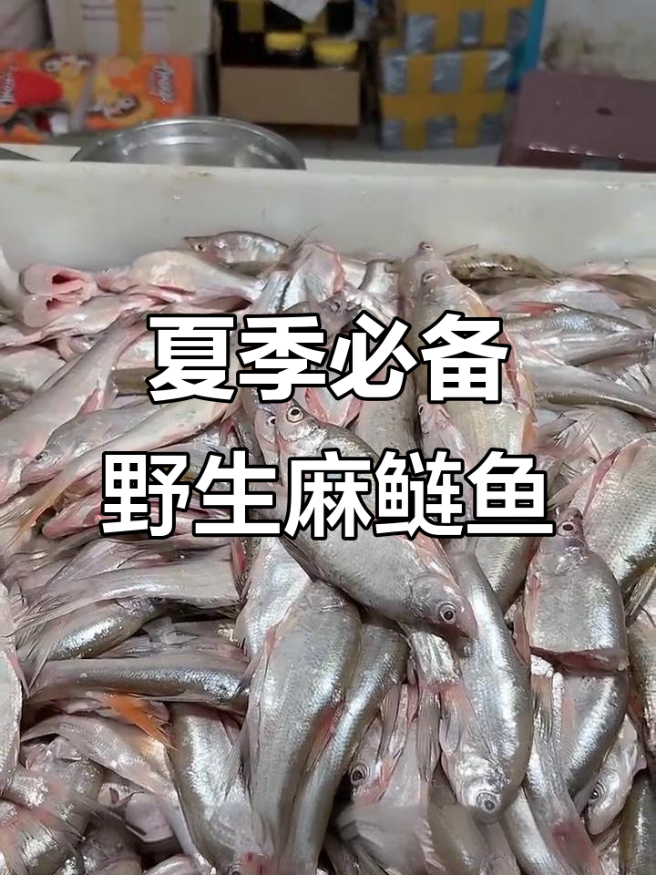 兴凯湖野生麻鲢鱼,夏日清凉美味,冷冻发货更鲜美