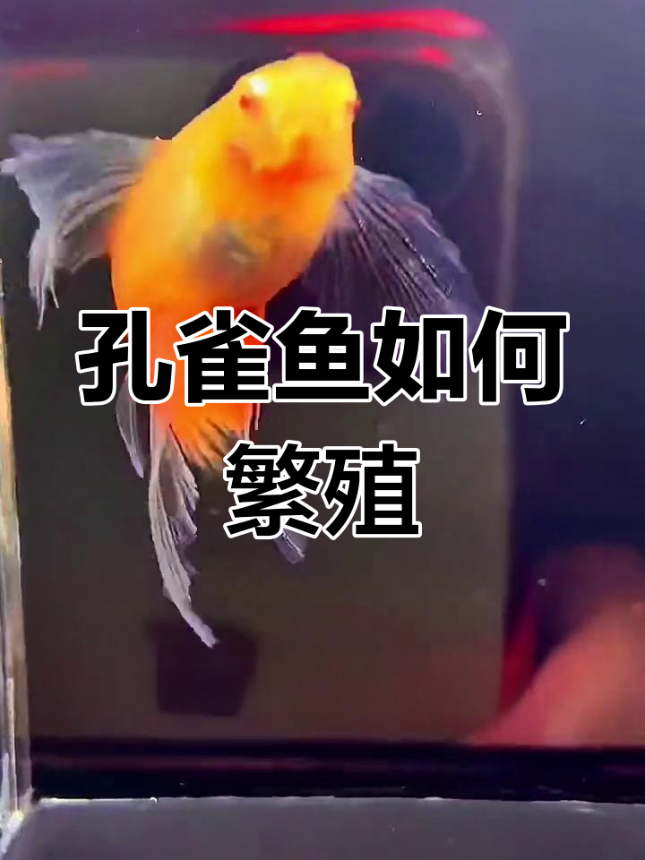 孔雀鱼怀孕到生产全过程揭秘