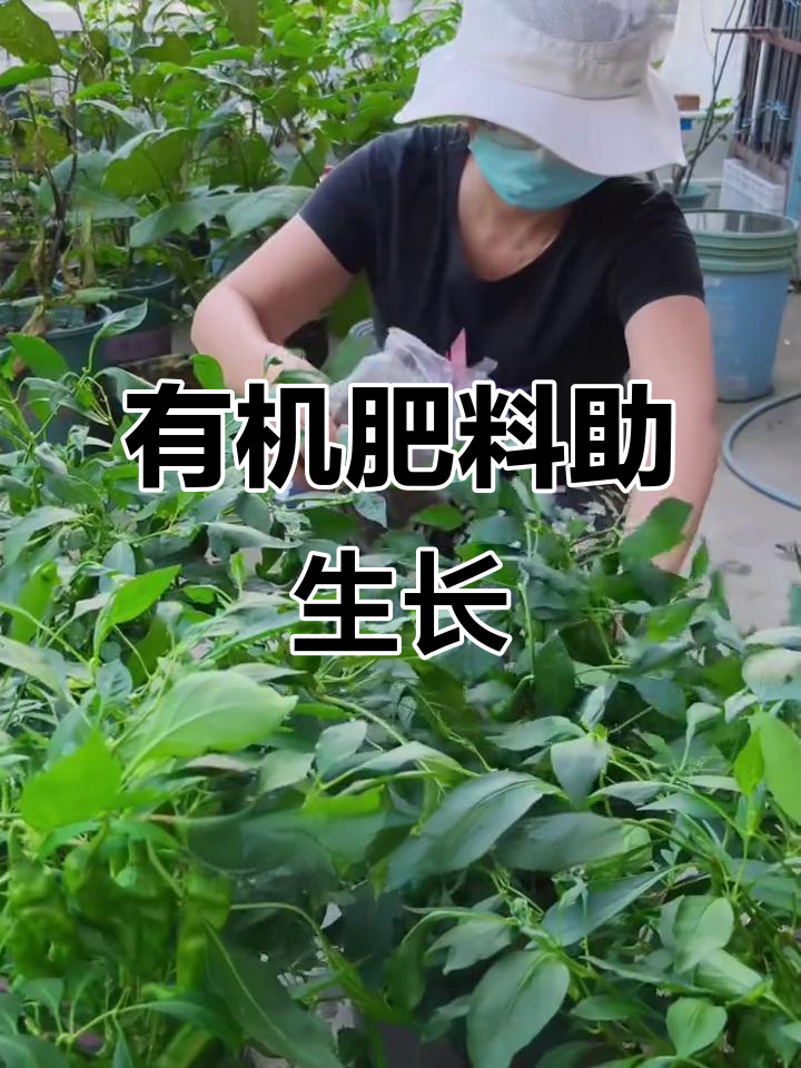 辣椒采摘后施肥,菜籽饼肥助力快速复花结果