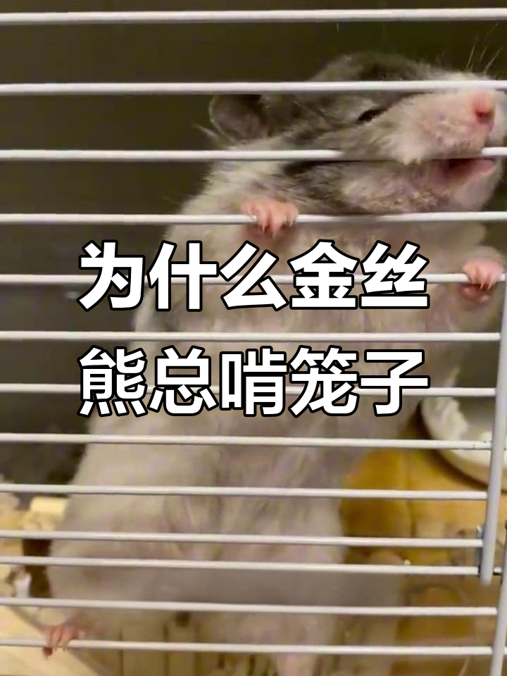金丝熊咬笼子?这3个原因你得知道