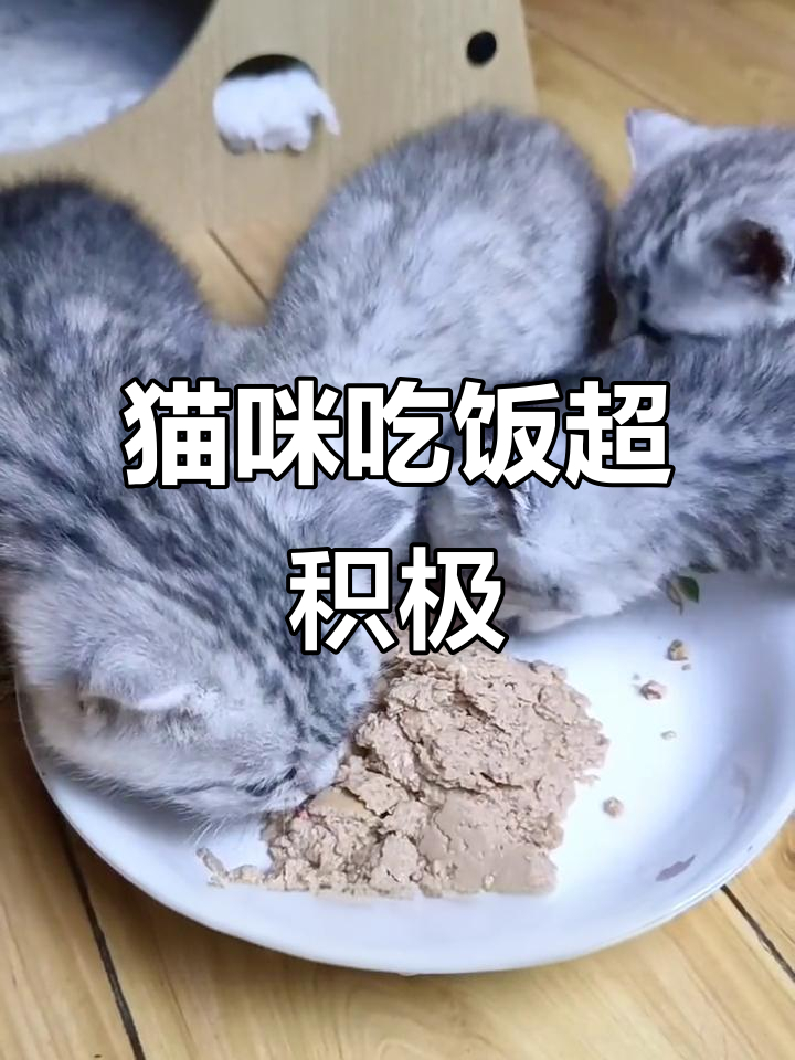 小猫抢着吃鸡肉鱼肉,干饭最积极!