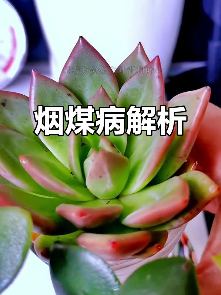 烟煤病是什么?如何治愈,新手必看!