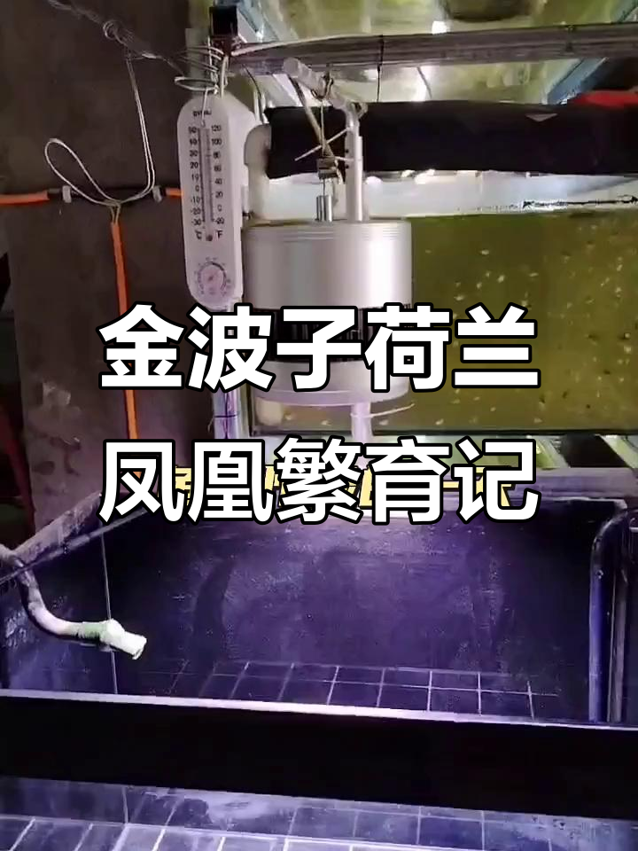 孔雀鱼配对与繁殖的日常,忙碌的蓝波子鱼房