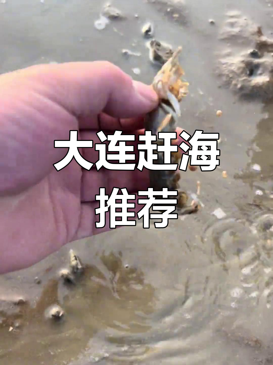大连赶海必试!海水吐水、泸沽虾鲜美无比
